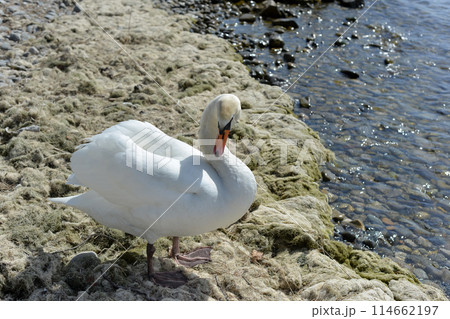 A swan walks along the shore of a reservoir in search of food. 114662197