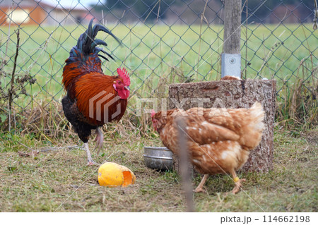 Rooster and hen on the grass in a fenced chicken coop. 114662198