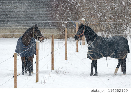 Horses in winter coats play and gallop around the paddock under the falling snow. Horses in winter coats play and gallop around the paddock under the falling snow. 114662199