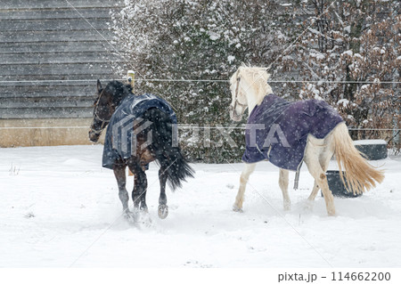 Horses in winter coats play and gallop around the paddock under the falling snow. Horses in winter coats play and gallop around the paddock under the falling snow. 114662200