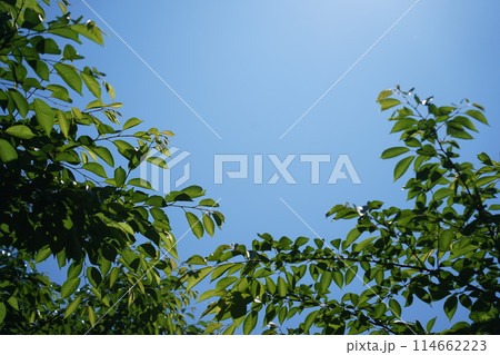 Natural background with green leaves on a clear blue sky Natural background with green leaves on a clear blue sky 114662223