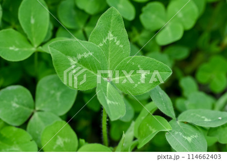 幸せの四つ葉のクローバー 114662403