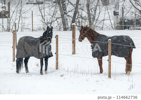 Horses in winter coats play and gallop around the paddock under the falling snow. 114662736