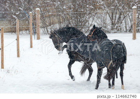 Horses in winter coats play and gallop around the paddock under the falling snow. Horses in winter coats play and gallop around the paddock under the falling snow. 114662740