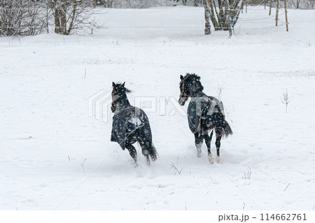 Horses in winter coats play and gallop around the paddock under the falling snow. Horses in winter coats play and gallop around the paddock under the falling snow. 114662761