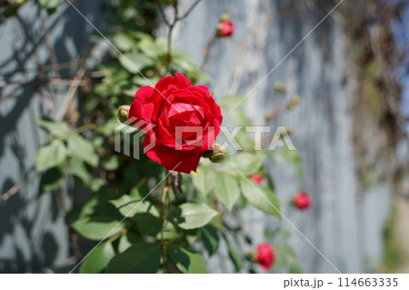 Red rose in the garden on a background of gray wall Red rose in the garden on a background of gray wall 114663335