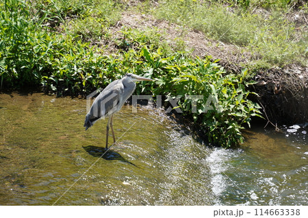 A heron is standing by a rural stream 114663338