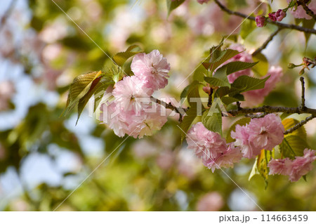 新緑に映えるピンクの八重桜 新緑に映えるピンクの八重桜 114663459