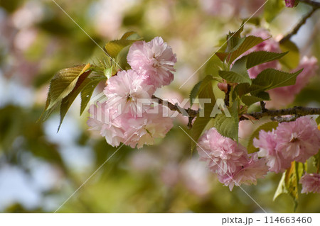 新緑に映えるピンクの八重桜 114663460