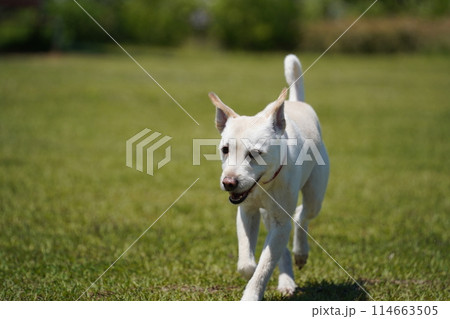 a white dog running in a field with a brown collar on it's neck. 114663505