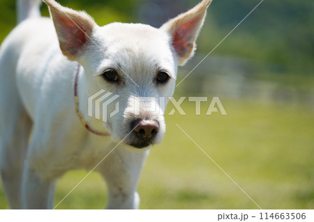 White dog portrait on the green meadow, shallow depth of field White dog portrait on the green meadow, shallow depth of field 114663506