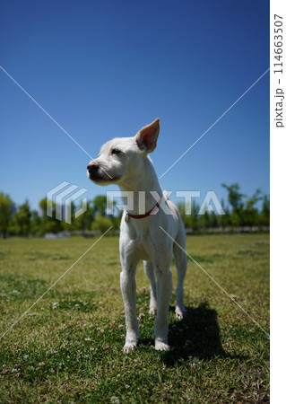 a white dog with a red collar stands on a grass field. a white dog with a red collar stands on a grass field. 114663507