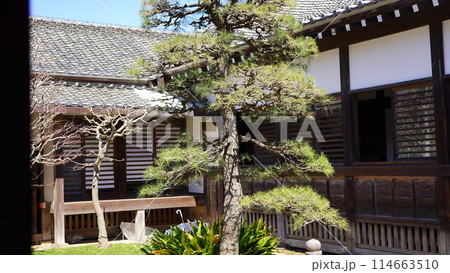 川越城　庭園　1本松 114663510