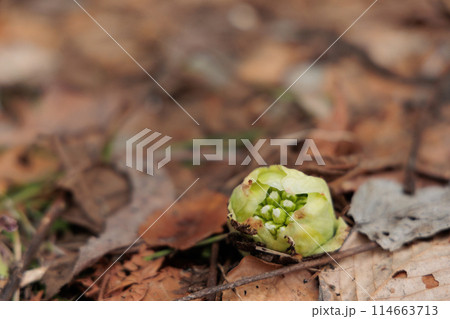 十和田湖湖畔で見つけたフキノトウ（青森県） 114663713