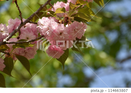 新緑に映えるピンクの八重桜 114663807