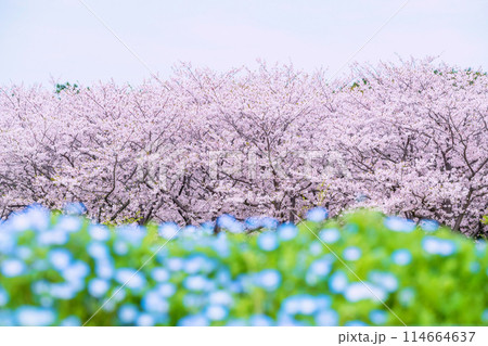 cherry blossom and Nemophila at Uminonakamichi Park, Fukuoka 114664637