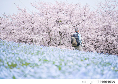 photographer at cherry tree and Nemophila in Uminonakamichi, Fukuoka 114664639