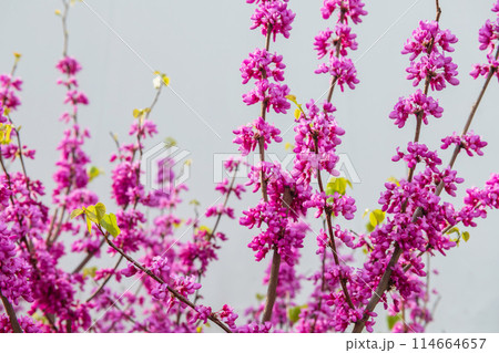 Cercis siliquastrum Branches with pink flowers in spring 114664657