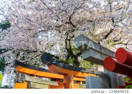 Torii gate with white cherry blossom in Kushida Shrine, Fukuoka 114664658