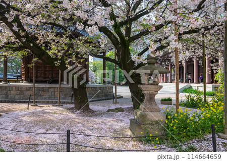 Falling sakura petal of cherry tree at Tochoji Temple, Fukuoka Falling sakura petal of cherry tree at Tochoji Temple, Fukuoka 114664659