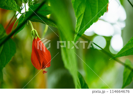 タイリンヒメフヨウ 114664676