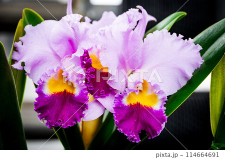 紫色のカトレヤ 114664691