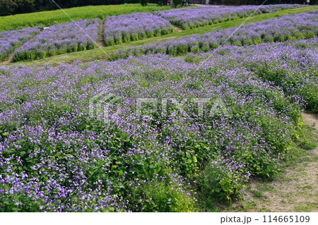 淡路島の公園 あわじ花さきじ 淡路島の公園 あわじ花さきじ 114665109