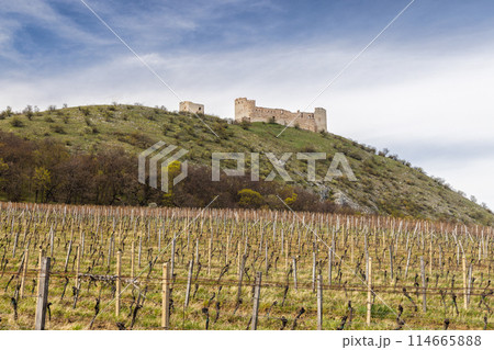 The ruins of Devicky castle on the Pavlov Hills above the vineyard 114665888