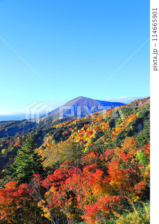 鮮やかに紅葉する磐梯吾妻スカイライン/福島県福島市 鮮やかに紅葉する磐梯吾妻スカイライン/福島県福島市 114665901