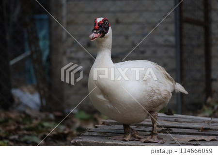 The white duck is rest at farm The white duck is rest at farm 114666059