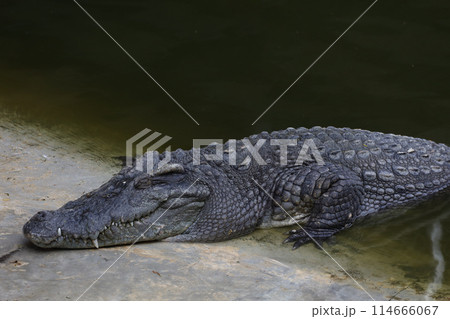 Close up salt crocodile is show head in river Close up salt crocodile is show head in river 114666067