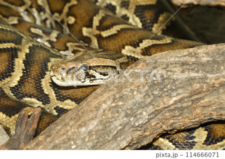 Close up Head big burmese python snake in body on stick tree at thailand Close up Head big burmese python snake in body on stick tree at thailand 114666071