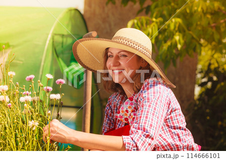Mature woman gardening in her backyard 114666101