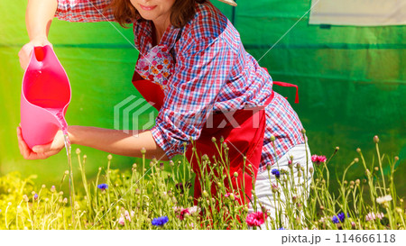 woman watering flowers in garden woman watering flowers in garden 114666118