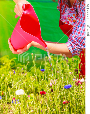 woman watering plants in garden woman watering plants in garden 114666119