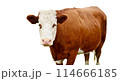 A brown cow with a white face isolated on white background A brown cow with a white face isolated on white background 114666185