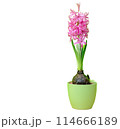 A pink Hyacinth flower in a green pot A pink Hyacinth flower in a green pot 114666189