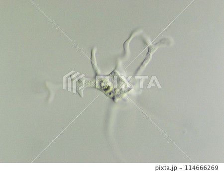 肉質虫　コロトネベラ 114666269