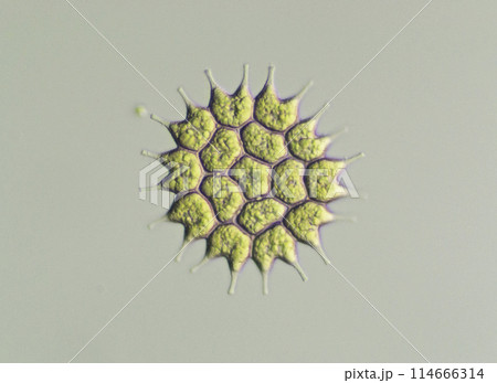 緑藻 フタヅノクンショウモ 緑藻 フタヅノクンショウモ 114666314