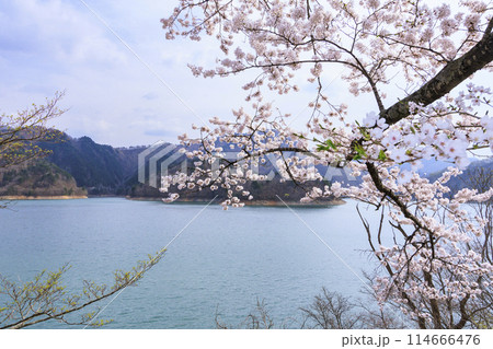 桜満開の九頭竜湖 114666476
