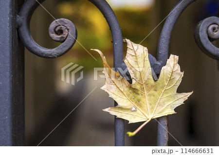 Yellow autumn leaf on a metal forged fence 114666631