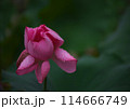雨に濡れる蓮の花 114666749