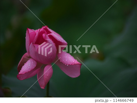 雨に濡れる蓮の花 雨に濡れる蓮の花 114666749