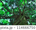 森の中の大樹 114666750