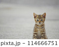 ぽつんと一匹の子猫 114666751