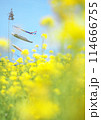 菜の花に包まれたこいのぼり 114666755