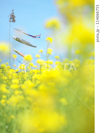 菜の花に包まれたこいのぼり 菜の花に包まれたこいのぼり 114666755