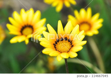 華やかな花ガザニア 114667045