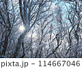 冬の木々のひらめき 114667046