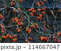 鈴なりの柿の実 114667047